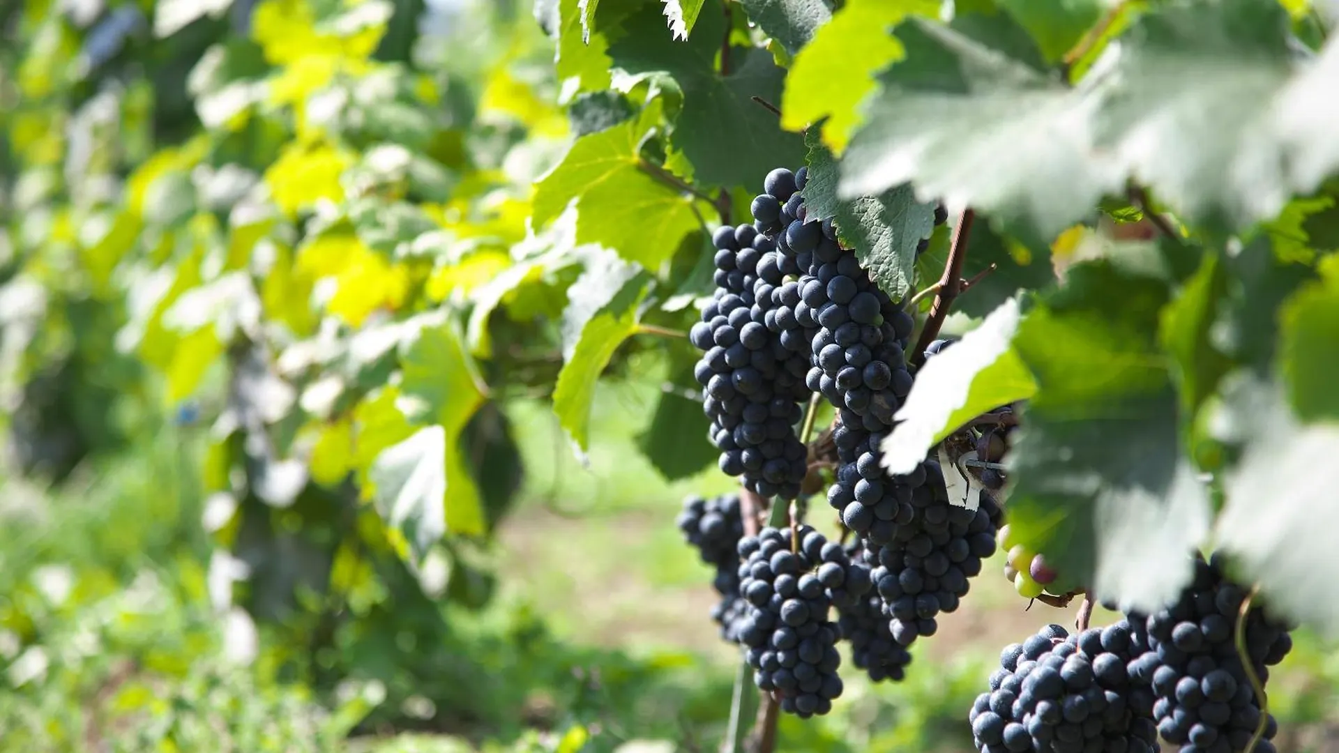 Nakafurano Winery Hotel And Condominium Hitohana 4*,  יפן