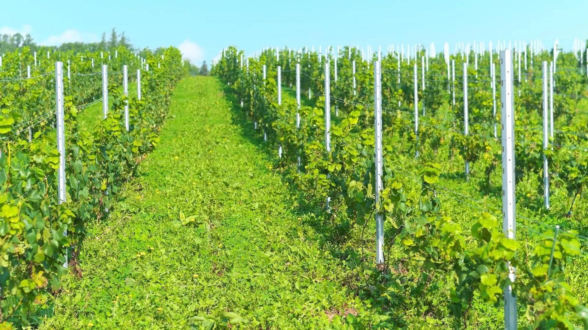 ****  Nakafurano Winery Hotel And Condominium Hitohana יפן