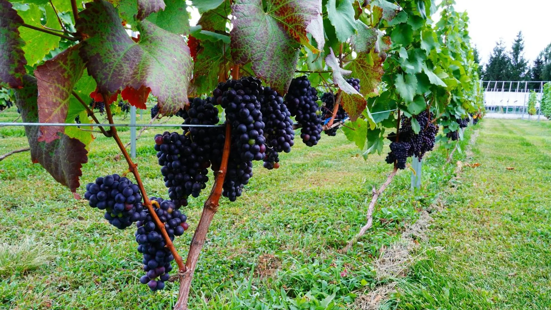 Nakafurano Winery Hotel And Condominium Hitohana יפן